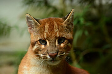 Portrait of an Asian golden cat (Catopuma temminckii temminckii), a vulnerable feline from Southeast Asia