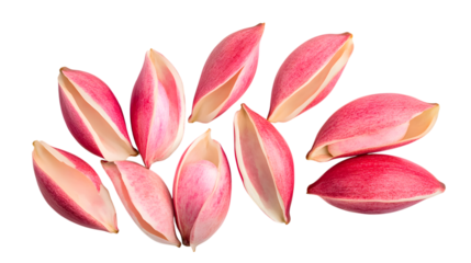 A top down view of several pink and white endive leaves scattered on a plain white isolated background surface