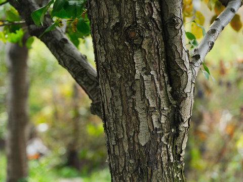 A detailed close-up shot of the rough, fissured bark of an old pear tree with a soft-focus foliage background.