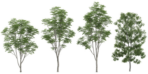 Collection of Schima,sorbus plants on transparent background