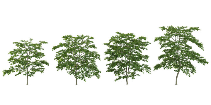 Collection of styrax plants on transparent background