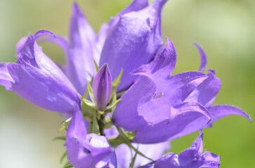 Bellflower Round-leaved Campanula. A perennial herbaceous plant. The flowers are collected in a paniculate inflorescence up to 20 cm long, with drooping small bell-shaped flowers of a light blue color