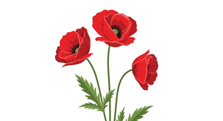 Obraz premium Three vibrant red poppy flowers with green stems and leaves against white background.