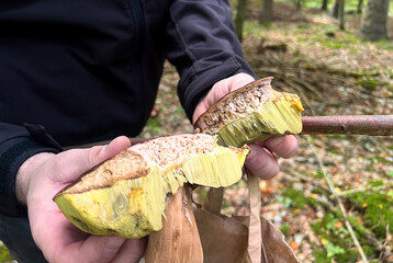 Close up of male hands holding a cutted wormy Boletus mushroom, forest background 