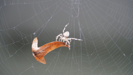 Silken Trap: Spider at Work