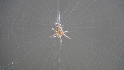 Silken Trap: Spider at Work