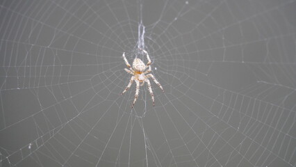 Silken Trap: Spider at Work