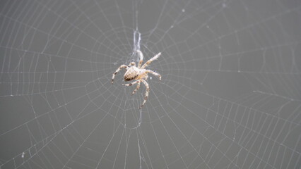 Silken Trap: Spider at Work