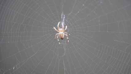 Silken Trap: Spider at Work