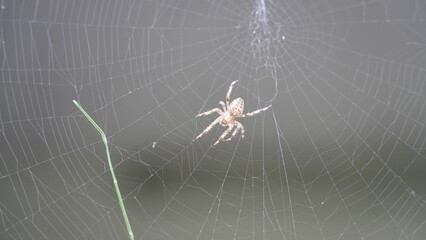 Silken Trap: Spider at Work