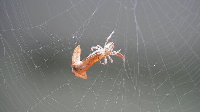 Silken Trap: Spider at Work