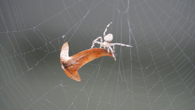 Silken Trap: Spider at Work