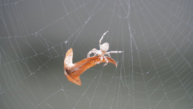 Silken Trap: Spider at Work