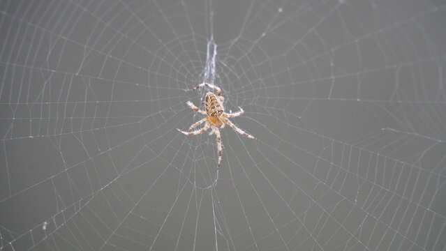 Silken Trap: Spider at Work
