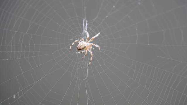 Silken Trap: Spider at Work