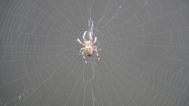 Silken Trap: Spider at Work