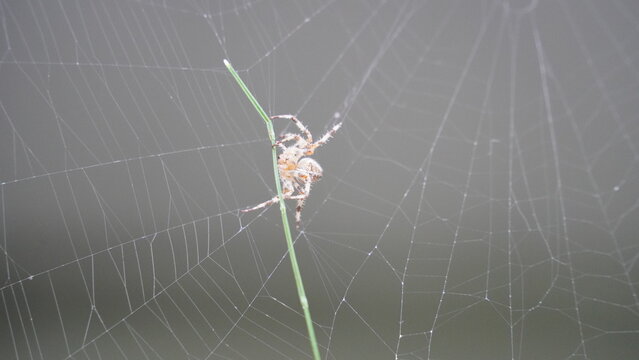 Silken Trap: Spider at Work