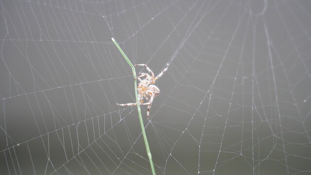 Silken Trap: Spider at Work
