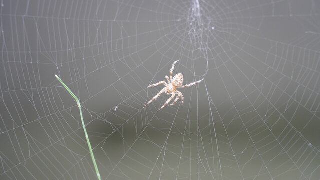 Silken Trap: Spider at Work