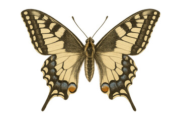 Fototapeta premium Vintage swallowtail butterfly drawing, antique scientific illustration of a papilio machaon, transparent background