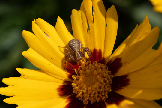 Xysticus sp.
Xysticus sp. in its natural element

