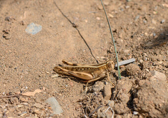 Grasshopper Close-Up Sitting on Ground