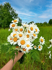 A person is holding a bunch of white flowers