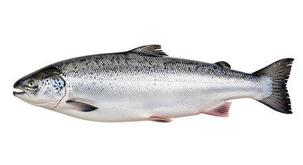 Fresh whole atlantic salmon fish isolated on transparent background for culinary and seafood concepts