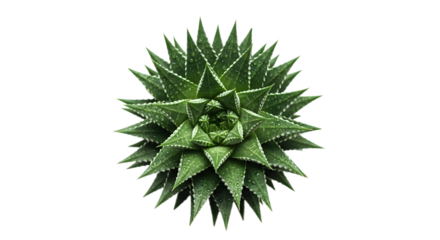 A detailed close up view of a green succulent plant with spiky leaves arranged in a rosette pattern isolated on transparent background