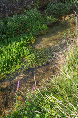 Obraz premium Paysage bucolique au bord de la Divonne