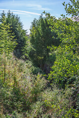 Au c&oelig;ur de la for&ecirc;t en &eacute;t&eacute;
