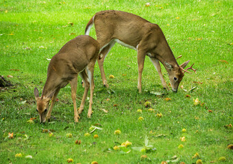 A fawn and young antlered whitetailed deer, Odocoileus virginianus, both in winter coats, eating fallen open chestnuts
