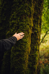 man in forest, hand touching moss covered tree trunk
