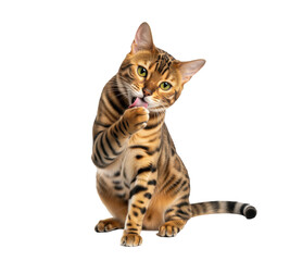 Obraz premium Pet grooming campaign visual for cat shampoo or lickable treats safety tips used in veterinary clinic leaflets and pet shop banners about hygiene routines and coat care for households