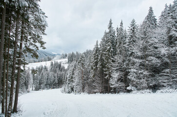 Scenic ski trail winding through a snowy forest.