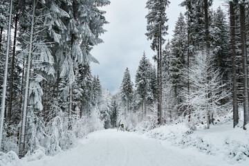 Snowy road through a majestic winter forest.