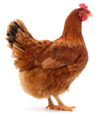 Brown hen standing isolated on white background