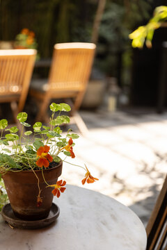 Potted plants on an outdoor cafe table in Europe 