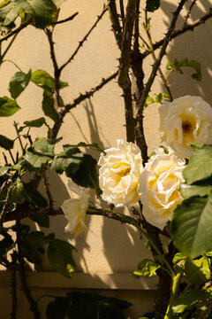 Florals against textured wall in small village in europe during summer 