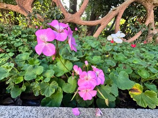 Close-up of Pelargonium × hortorum, known as garden geranium, showing bright pink flower among dense green round leaves under tree shade, natural ornamental plant background in garden.