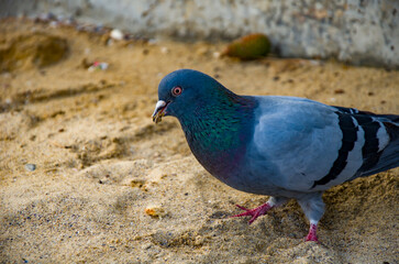 Urban Rock Dove Foraging on Sandy Ground Detailed Close-up of Pigeon Eating.