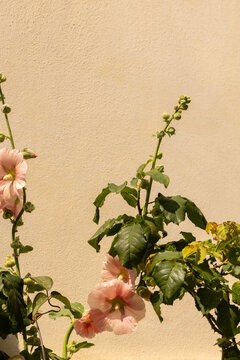 Florals against textured wall in small village in europe during summer 