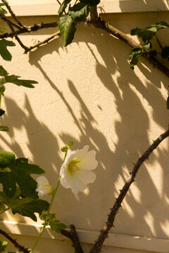 Florals against textured wall in small village in europe during summer 