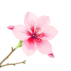 pink sakura flower isolated on white watercolor illustration