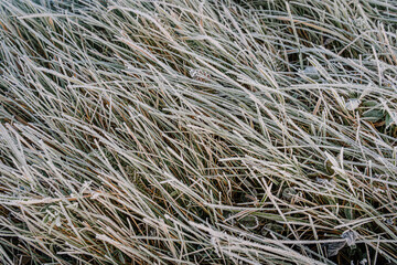 Close-up of dry grass blades covered with white frost on a cold morning. The frost crystals create a delicate winter texture over the natural landscape.