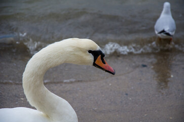 Obraz premium Elegant Mute Swan Profile at Waters Edge with Blurred Seagull