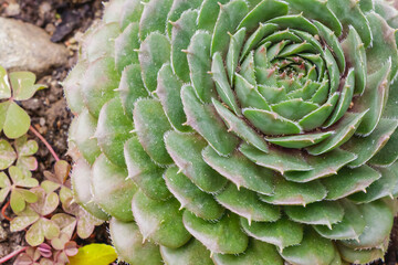 Obraz premium Close-up of a green succulent plant with spiral leaf arrangement showing natural symmetry and soft daylight
