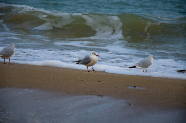 Three Seagulls Stand on the Sandy Beach as Ocean Waves Crash
