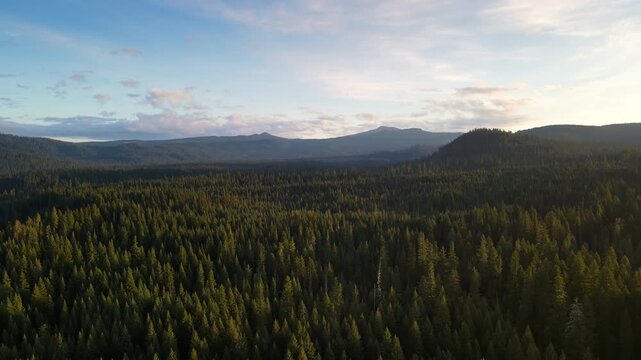 Flying over a mountainside forest in Southern Oregon at dawn