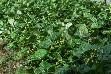 Green strawberry seedlings. Strawberry growth, unripe berries